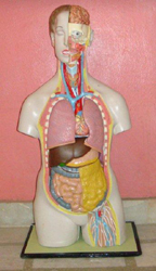 Human Torso Pharmaceutical and Anatomical Model Gifts